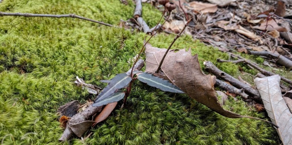 Moss with leaves