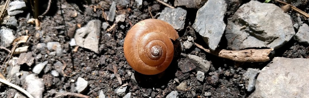 snail on rocks